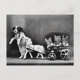 Three Kitten Pony Ride Postkarte