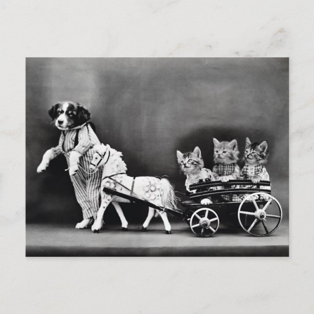 Three Kitten Pony Ride Postkarte (Vorderseite)