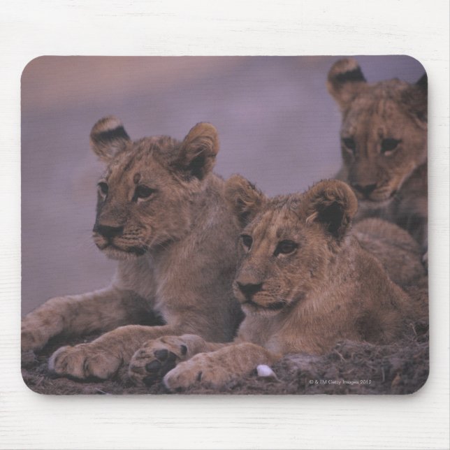 Three Lion Cubs Mousepad (Vorne)