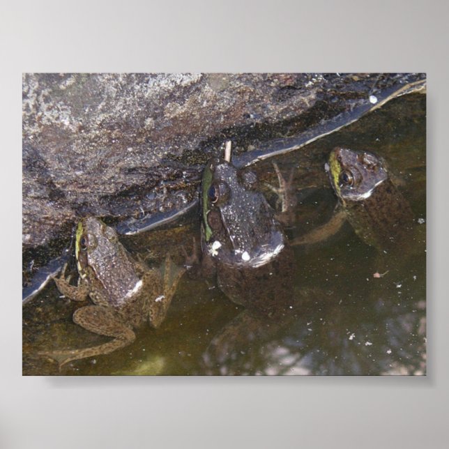 Three Little Froggies Poster (Vorne)