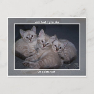 Three Lynx Point Siamese Kitts Postcard Postkarte