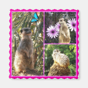 Three Meerkat Foto Collage, Fridge Magnet