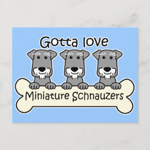 Three Miniature Schnauzers Postkarte