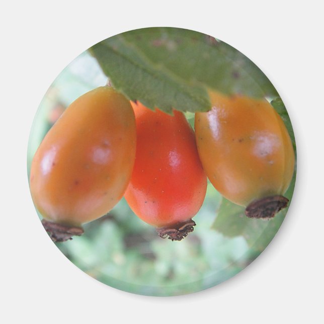 Three orange rosehips magnet (Vorne)