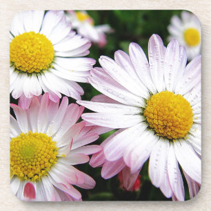 Three pink daisies untersetzer