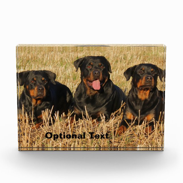 Three Rottweiler Dogs - Pack of Rotties Fotoblock (Vorderseite)