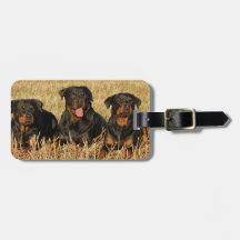 Three Rottweiler Dogs - Pack of Rotties