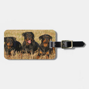 Three Rottweiler Dogs - Pack of Rotties Gepäckanhänger
