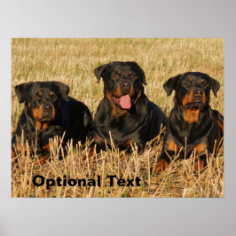 Three Rottweiler Dogs - Pack of Rotties Poster