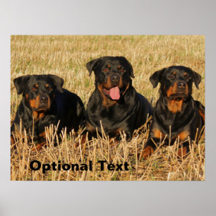 Three Rottweiler Dogs - Pack of Rotties Poster