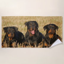 Three Rottweiler Dogs - Pack of Rotties