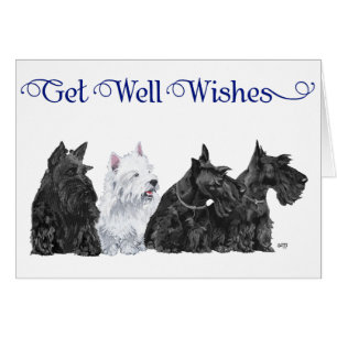 Three Scotties & a Westie