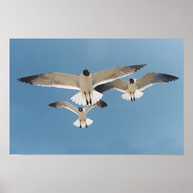 Three Seagulls Poster (Vorne)