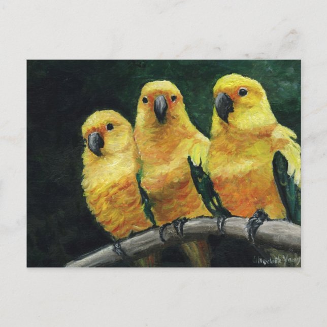 "Three Sun Conures" Bird Art Postkarte (Vorderseite)