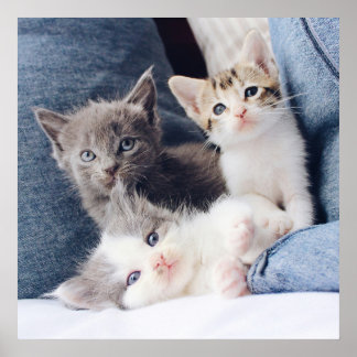 Three Super Niedlich Kitten Poster
