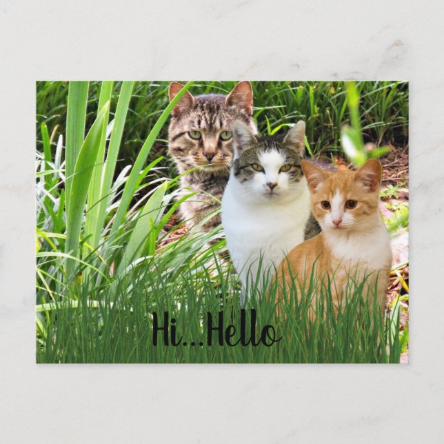 Three Tabby Cats in Garden "Hi Hello" Postkarte (Vorderseite)