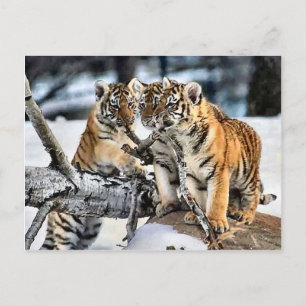 Three Tiger Cubs in Snow Art Ohrs Postkarte
