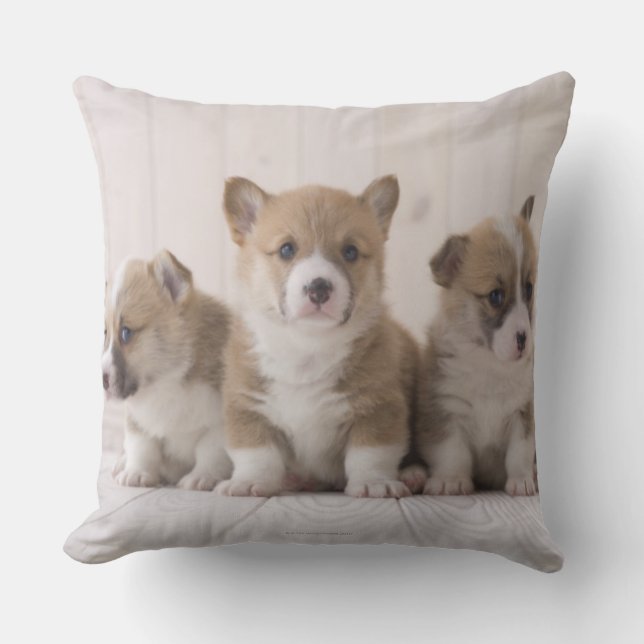 Three Welsh Corgi Kissen (Vorderseite)