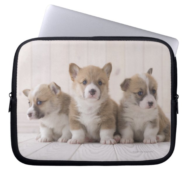 Three Welsh Corgi Laptopschutzhülle (Vorderseite)