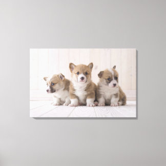 Three Welsh Corgi Leinwanddruck