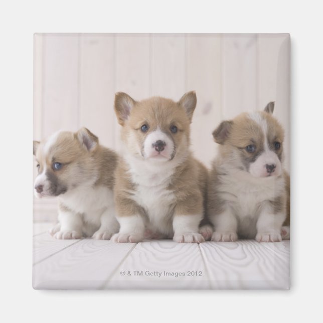 Three Welsh Corgi Magnet (Vorne)