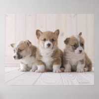 Three Welsh Corgi