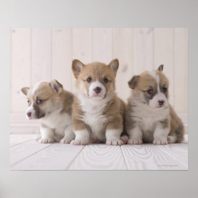 Three Welsh Corgi Poster (Vorne)