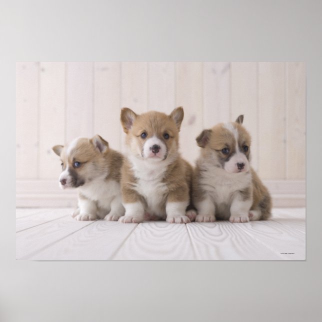 Three Welsh Corgi Poster (Vorne)