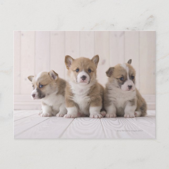 Three Welsh Corgi Postkarte (Vorderseite)