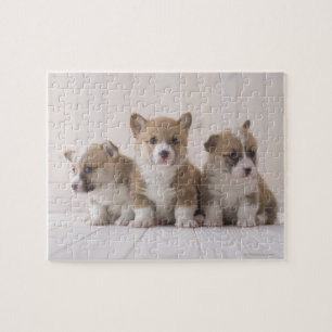 Three Welsh Corgi Puzzle