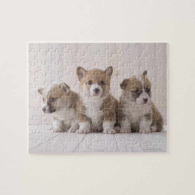 Three Welsh Corgi Puzzle (Horizontal)