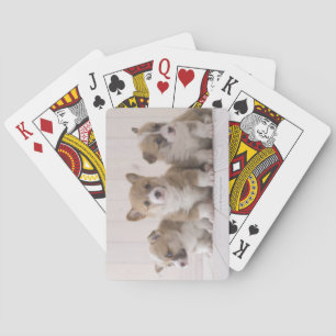 Three Welsh Corgi Spielkarten