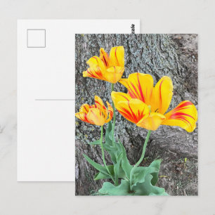 Three Yellow Tulips Sequel / Postkarte