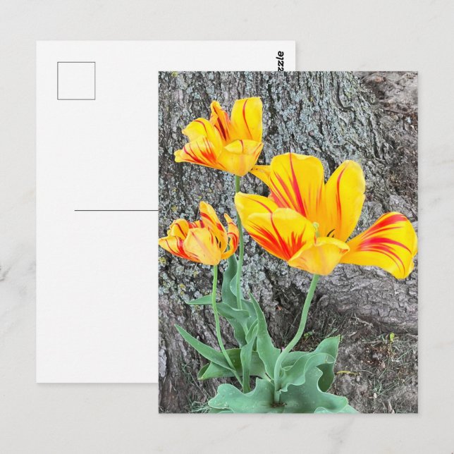 Three Yellow Tulips Sequel / Postkarte (Vorne/Hinten)