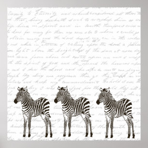 Three Zebras Poster
