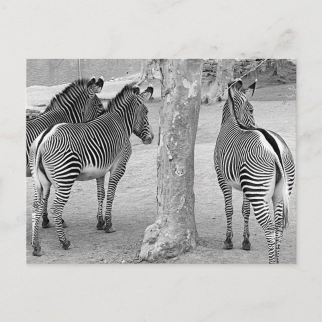 Three Zebras Postkarte (Vorderseite)