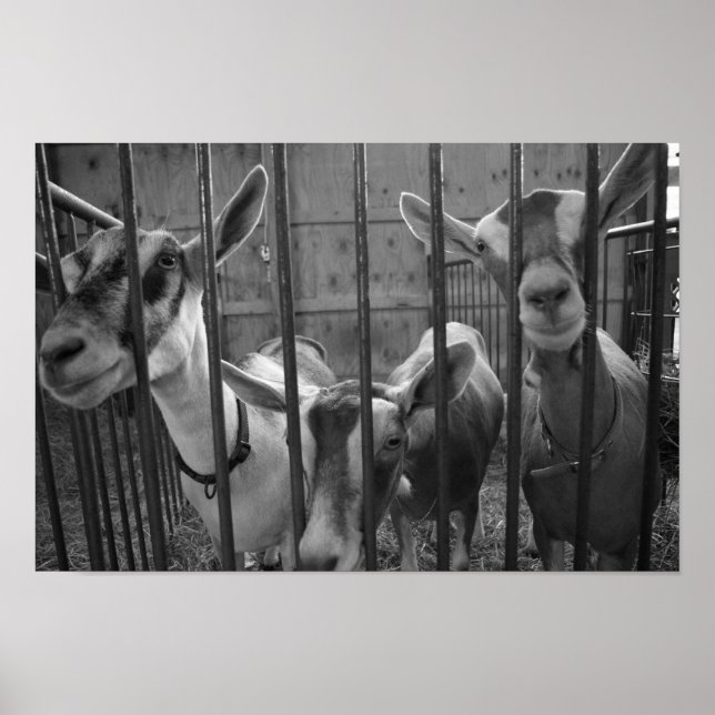 ThreeAmigos Poster (Vorne)