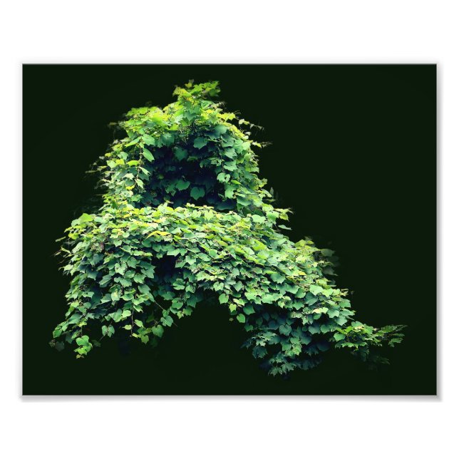 Throne-Wildleafy-Reben 8x10 der Natur Fotodruck (Vorne)