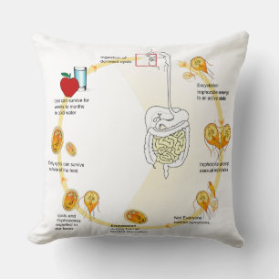 Throw Kissen Diagramm Giardia Life Cycle Parasit