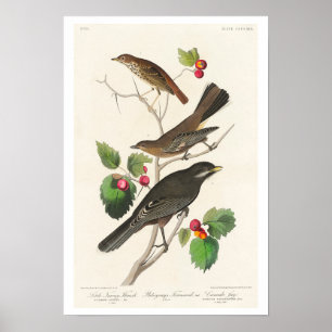 Thrush, Townsendi, Jay von Audubon Poster
