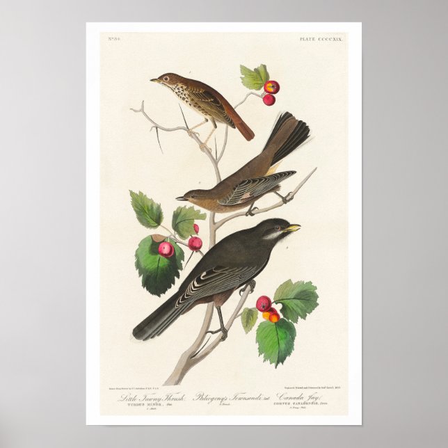 Thrush, Townsendi, Jay von Audubon Poster (Vorne)