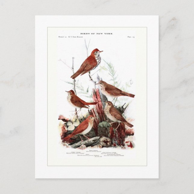 Thrushes Postkarte (Vorderseite)