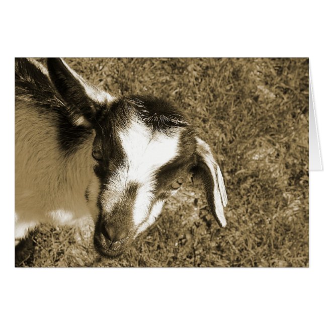 Thumblina (Vorderseite (Horizontal))