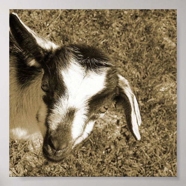 Thumblina Poster (Vorne)