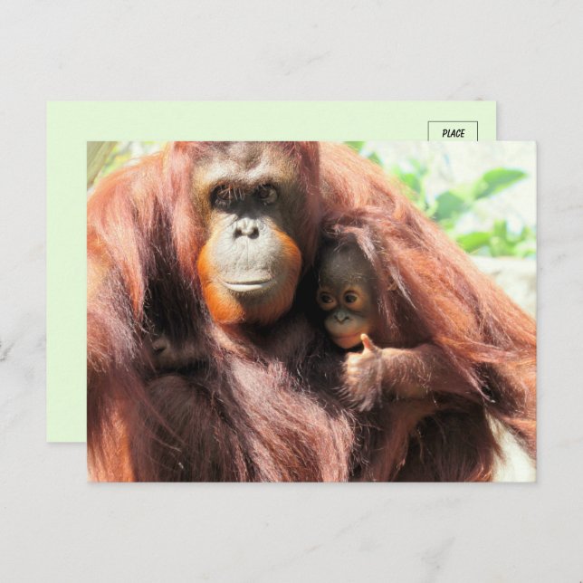 Thumbs Up Orangutan Mama und Baby Postkarte (Vorne/Hinten)