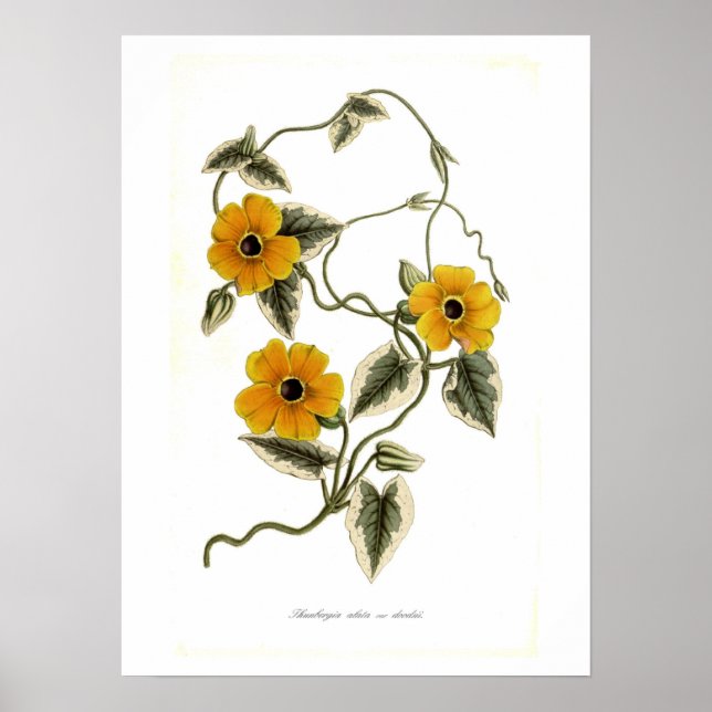 Thunbergia alata poster (Vorne)