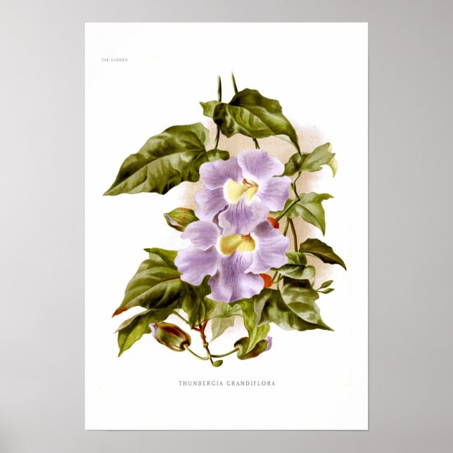 Thunbergia grandiflora poster (Vorne)