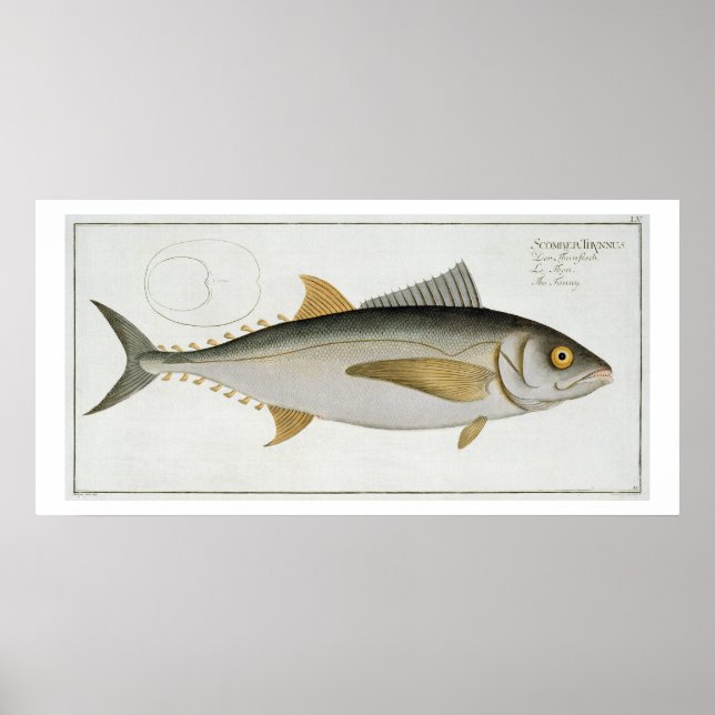 Thunfisch (Scomber Thynnus) Platte LV aus "Ichthyo Poster (Vorne)