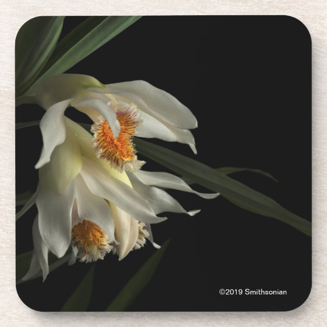 Thunia Marshalliana Getränkeuntersetzer (Vorderseite)