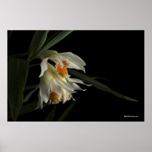 Thunia Marshalliana Poster